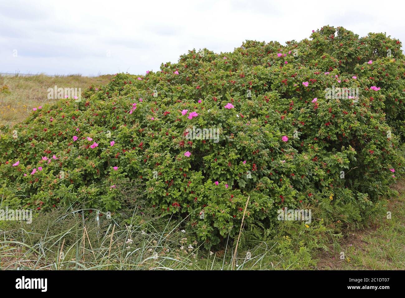 rosa duna o rosa di patate rugosa sulla spiaggia del mar baltico Foto Stock