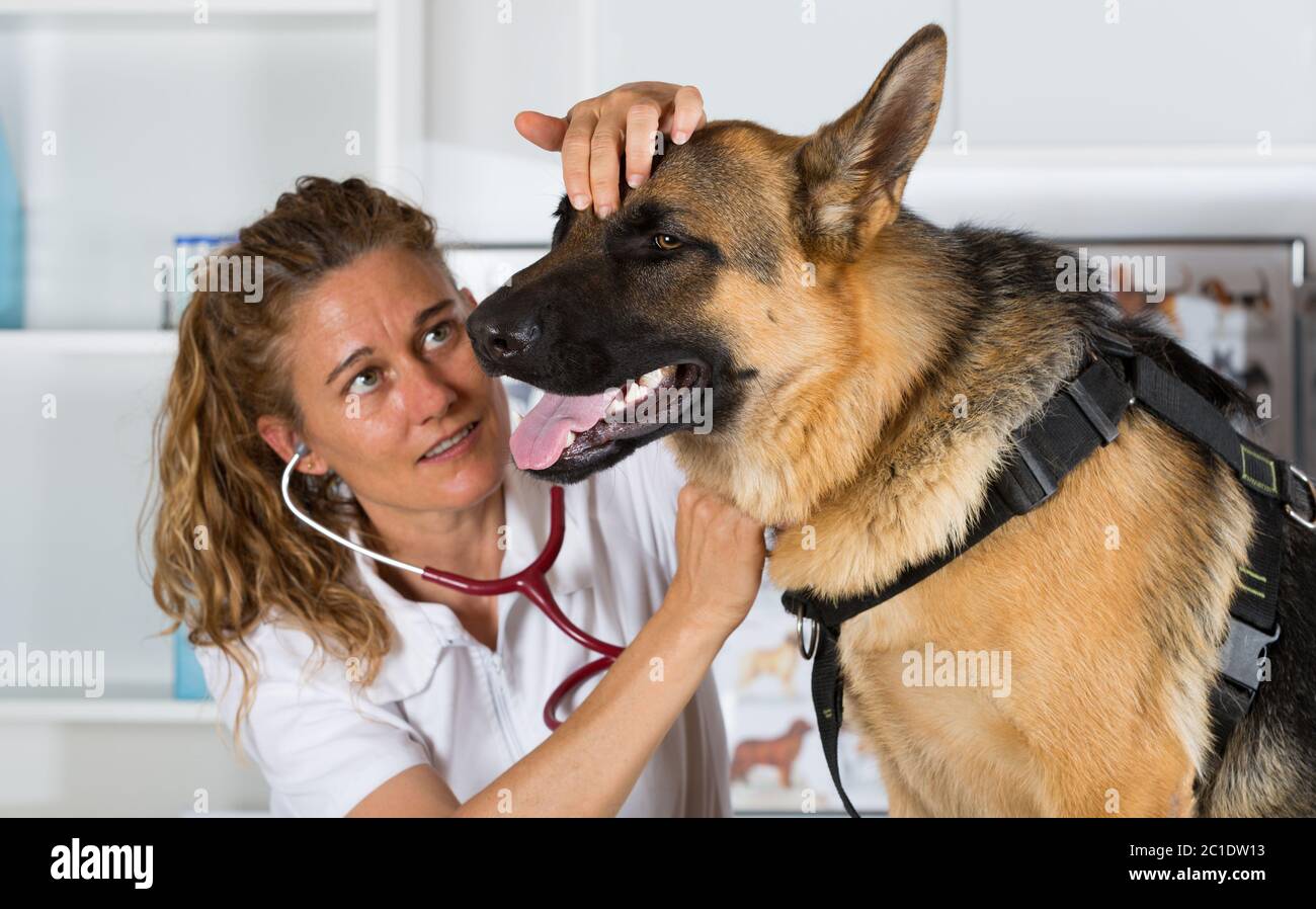 Veterinario con un cane Pastore tedesco che esegue un riconoscimento in clinica Foto Stock