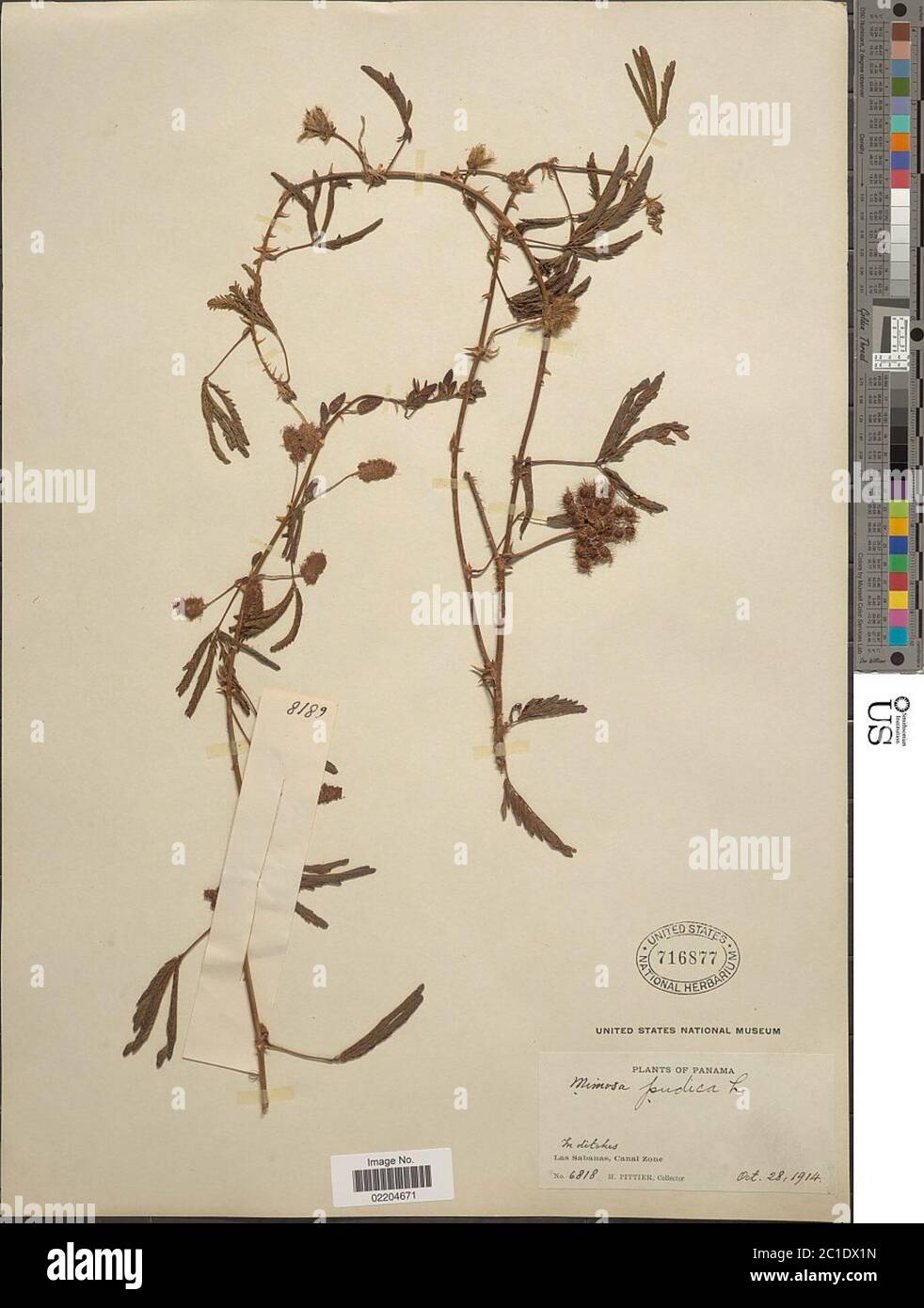 Mimosa pudica L Mimosa pudica L. Foto Stock