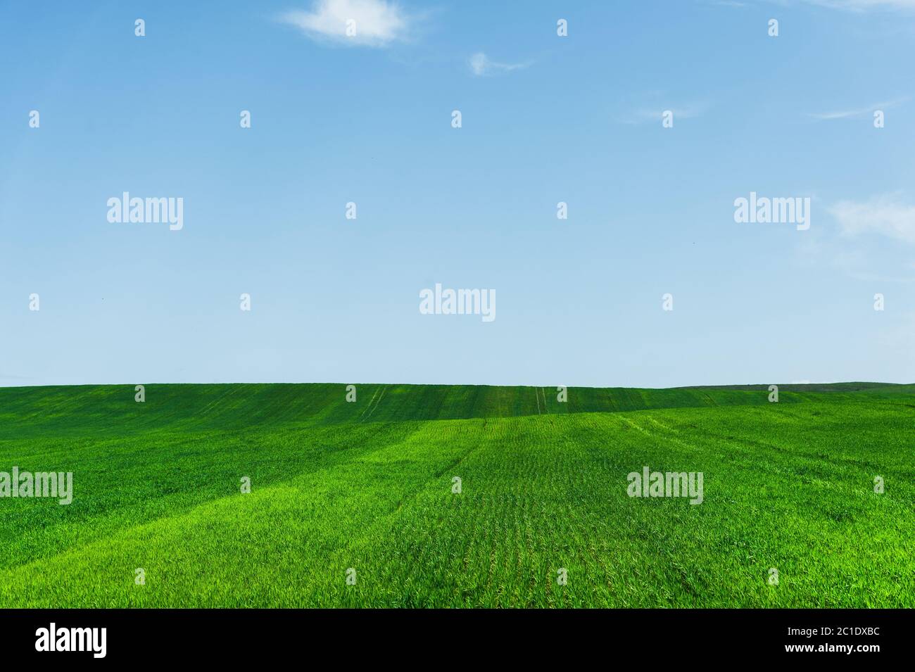 Campo di grano fresco verde e cielo blu ideale per sfondo natura Foto Stock
