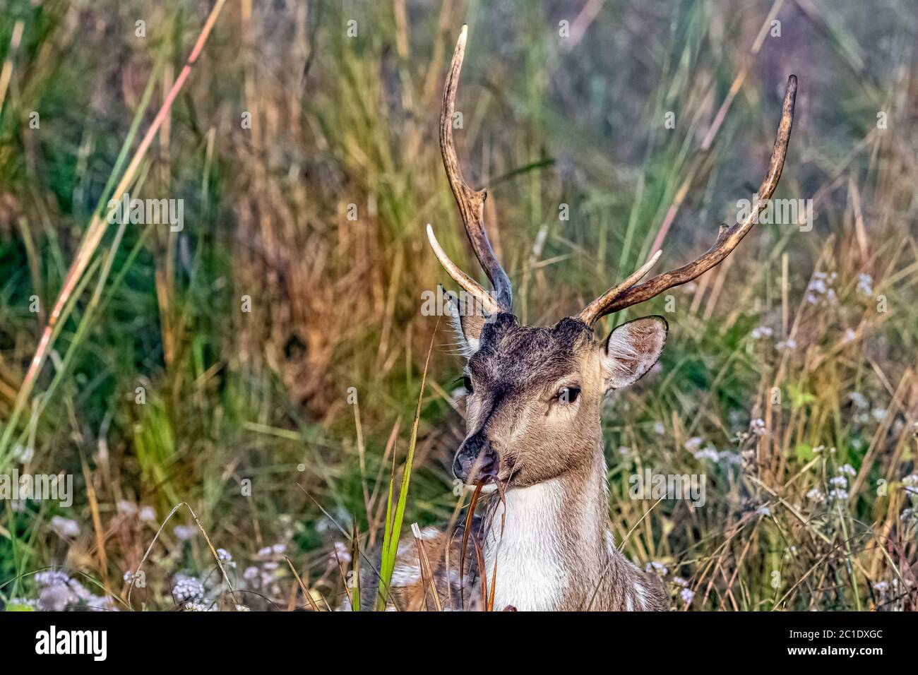 Ritratto di giovane maschio chital o di ghetallo (asse asse), noto anche come cervo punteggiato o cervo asse - Jim Corbett National Park, India Foto Stock