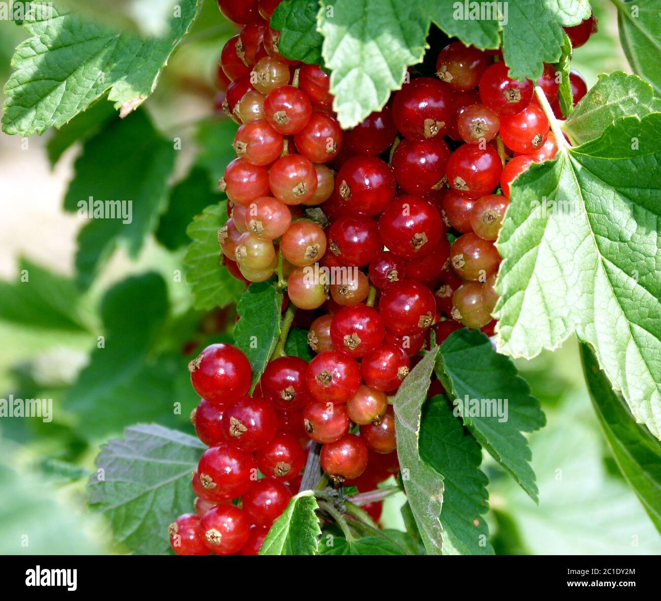Ribes rosso con foglie verdi sul cespuglio Foto Stock
