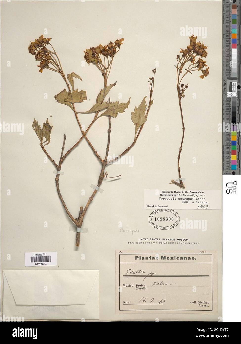 Coreopsis petrophiloides BL Rob Greenm Coreopsis petrophiloides BL Rob Greenm. Foto Stock