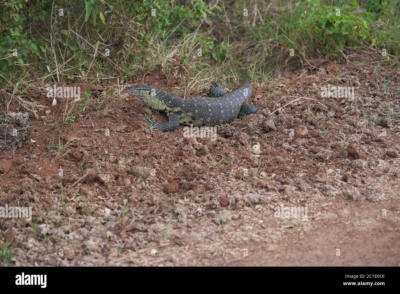 Nile monitor Varanus niloticus grande membro della famiglia di monitor Varanidae Foto Stock