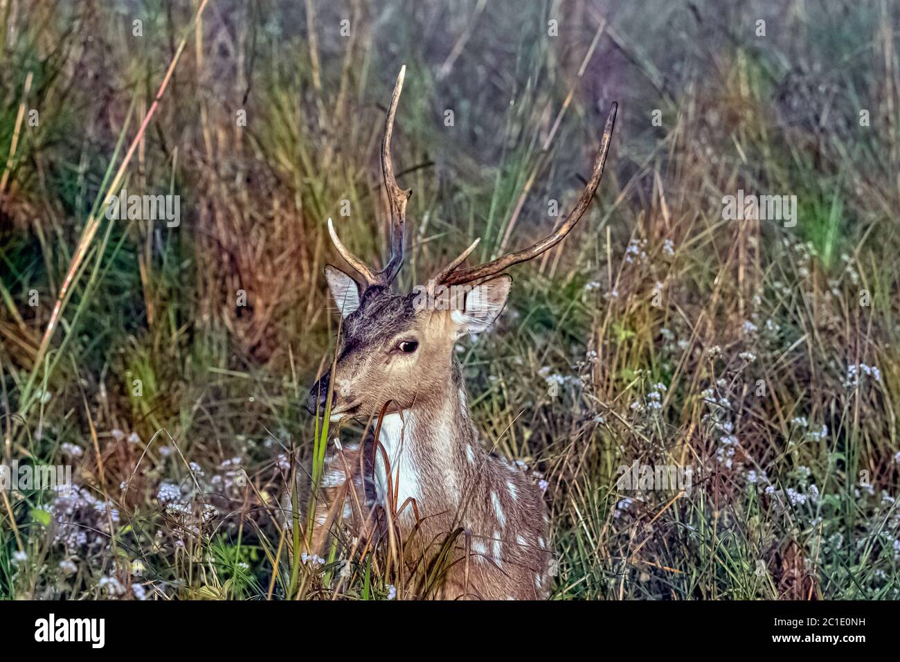 Ritratto di giovane maschio chital o di ghetallo (asse asse), noto anche come cervo punteggiato o cervo asse - Jim Corbett National Park, India Foto Stock