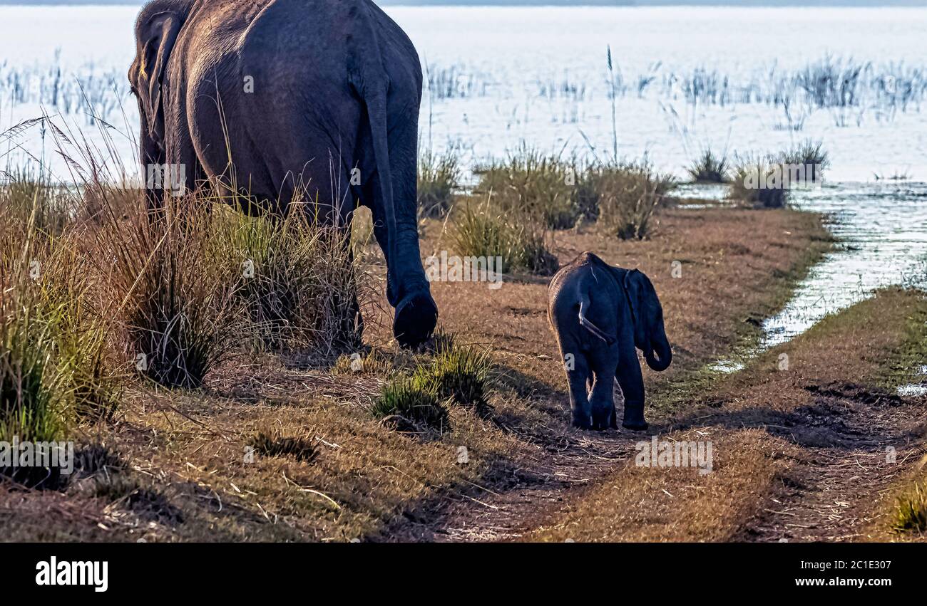 Elefanti indiani del bambino e della madre (Elephas maximus indicus) con il serbatoio di Ranganga in background - Jim Corbett National Park, India Foto Stock