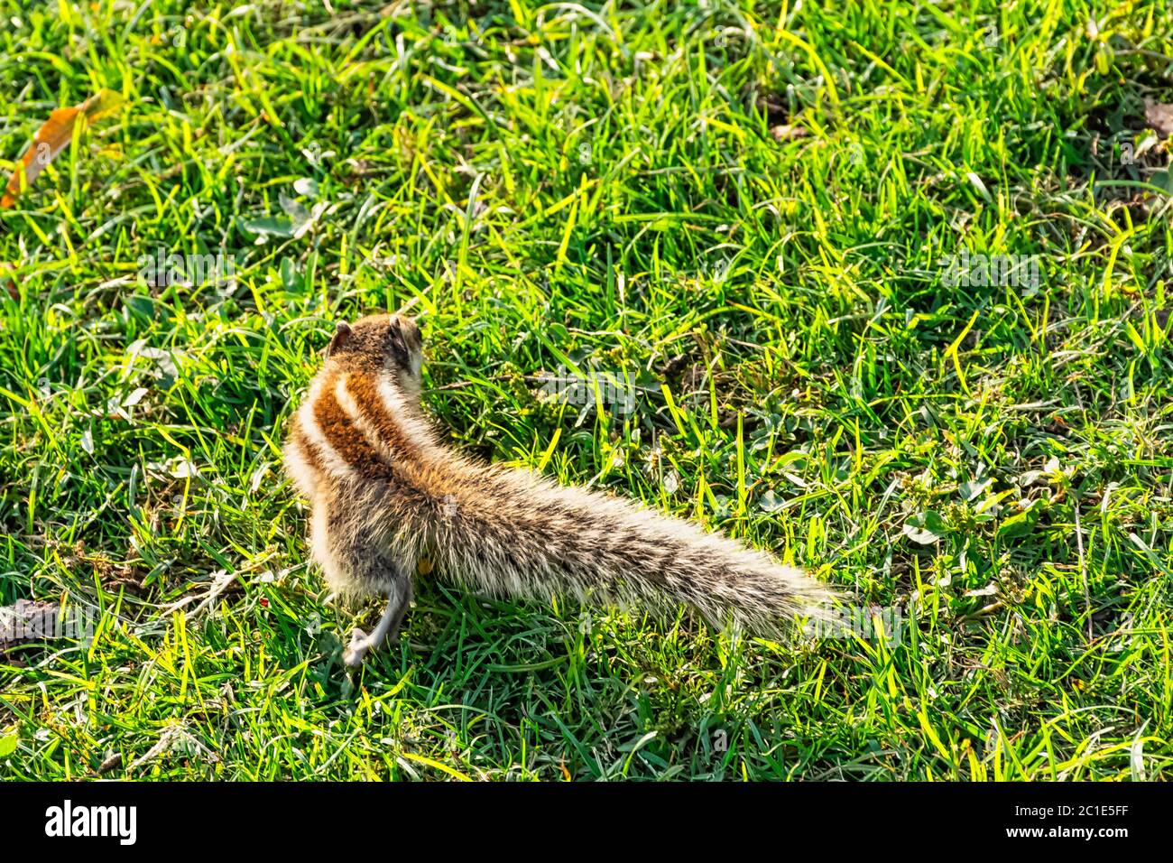 Scoiattolo di palma indiano o scoiattolo di palma a tre righe (Funambulus palmarum) - Nuova Delhi, India Foto Stock