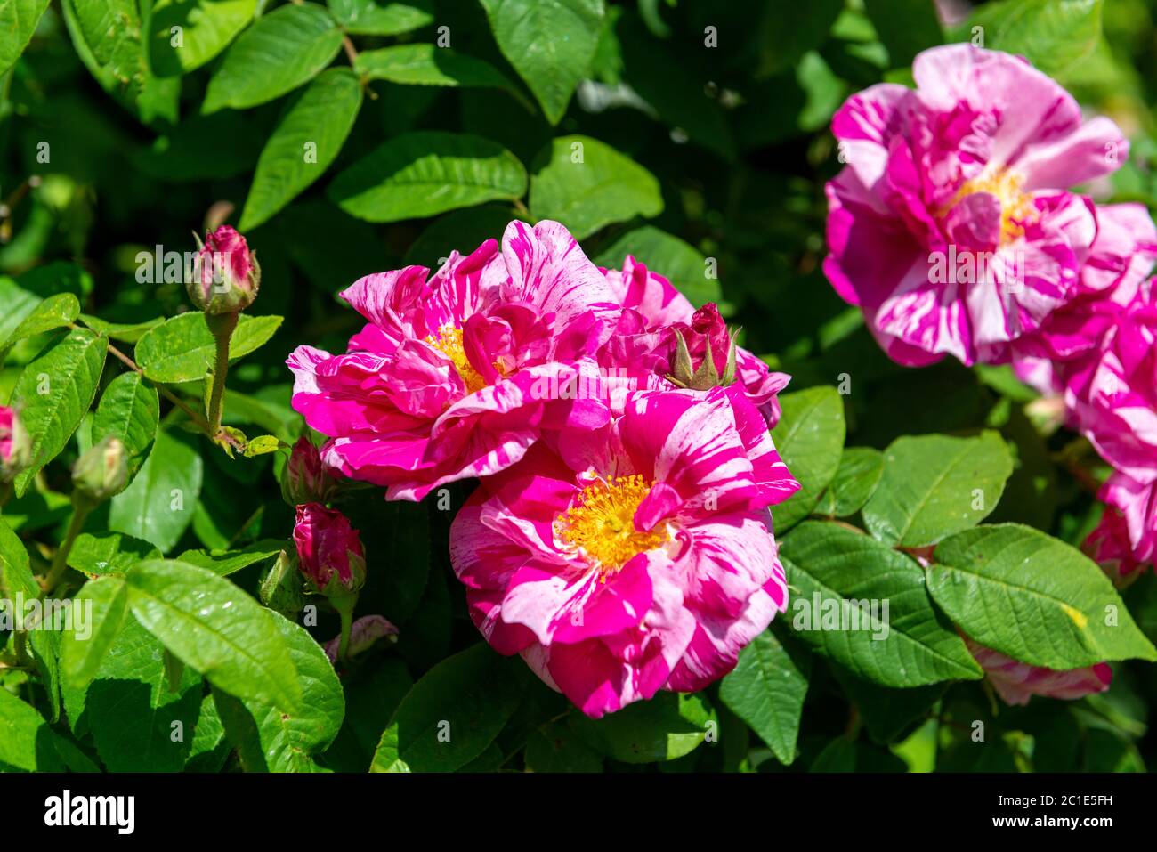 Rosa Mundi o Rosa gallica Versicolor e rosa e bianco rosa a strisce fiorite in un giardino domestico a Reading, Berkshire, Inghilterra, Regno Unito Foto Stock