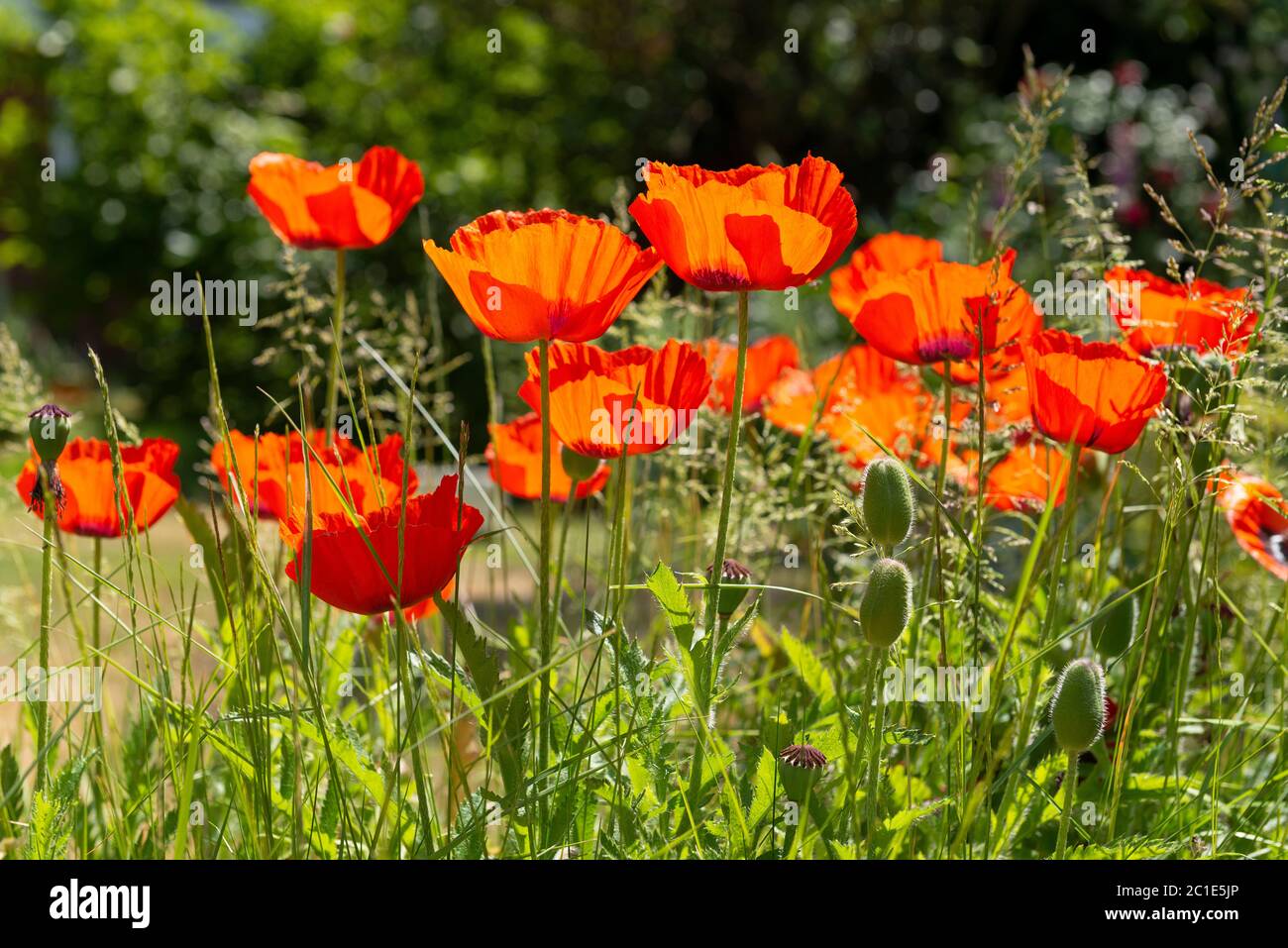 Papaveri di arancia tra le erbe comuni fiorite in giardino domestico a Reading, Berkshire, Inghilterra, UK Foto Stock