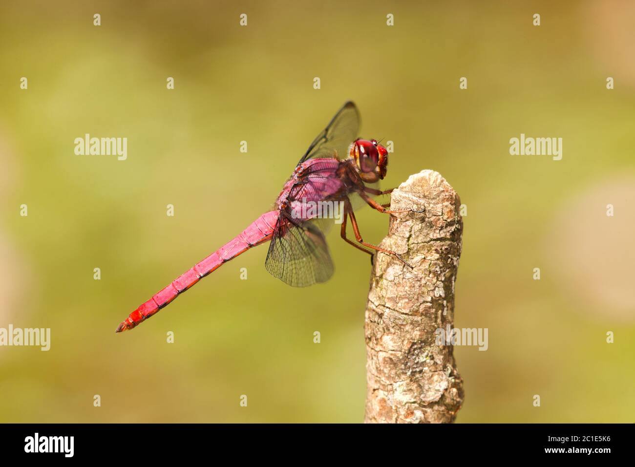 Libellula su ramoscello Foto Stock