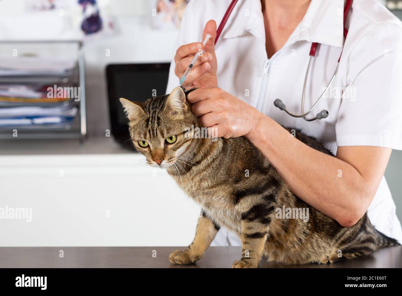 Immissione in commercio di un vaccino veterinario iniezione per un gatto presso la clinica Foto Stock