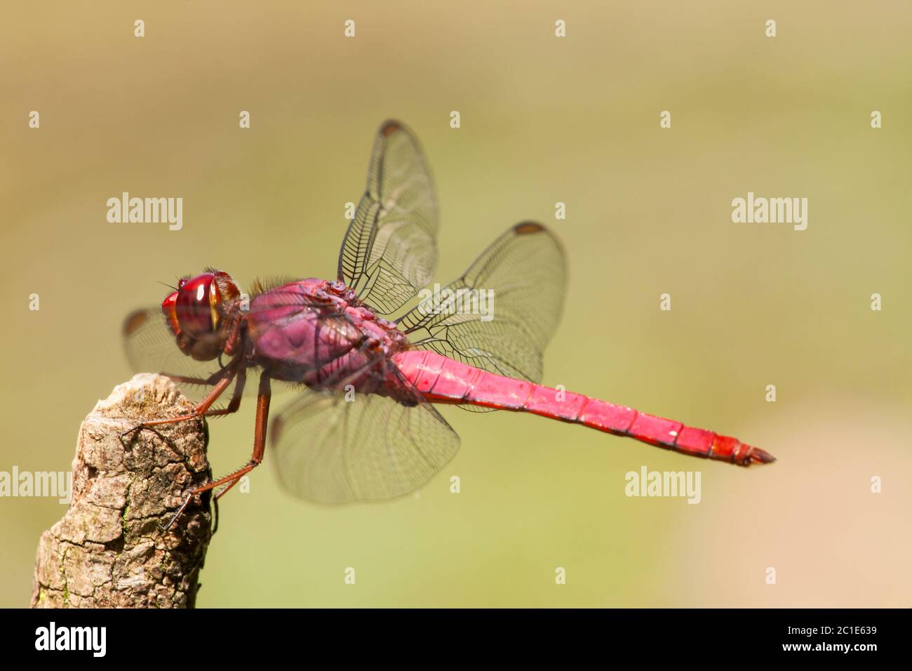 Libellula su ramoscello Foto Stock