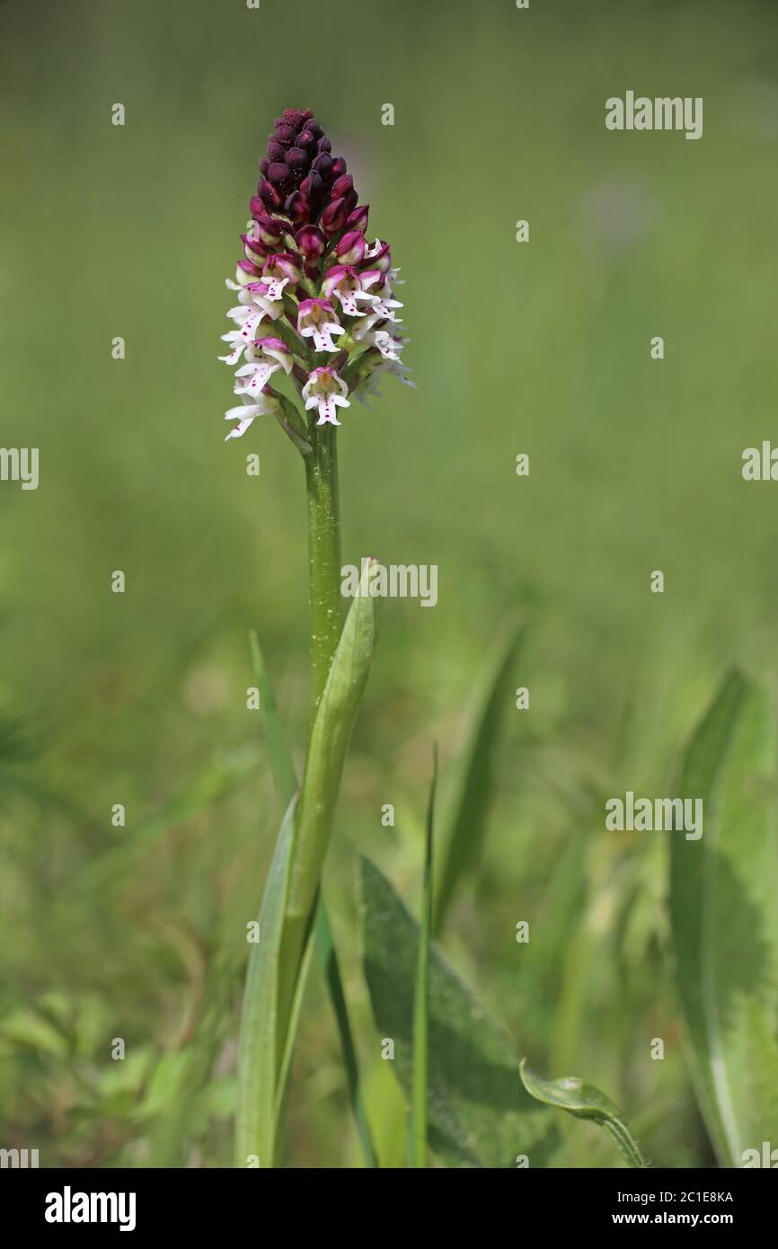 orchi di marca-knabenkraut ustulata dal liliental vicino a voi Foto Stock