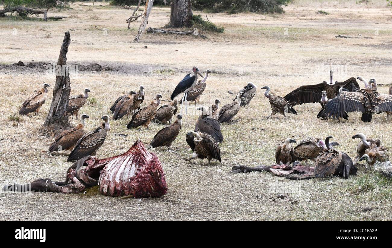 Mangiare avvoltoi Foto Stock