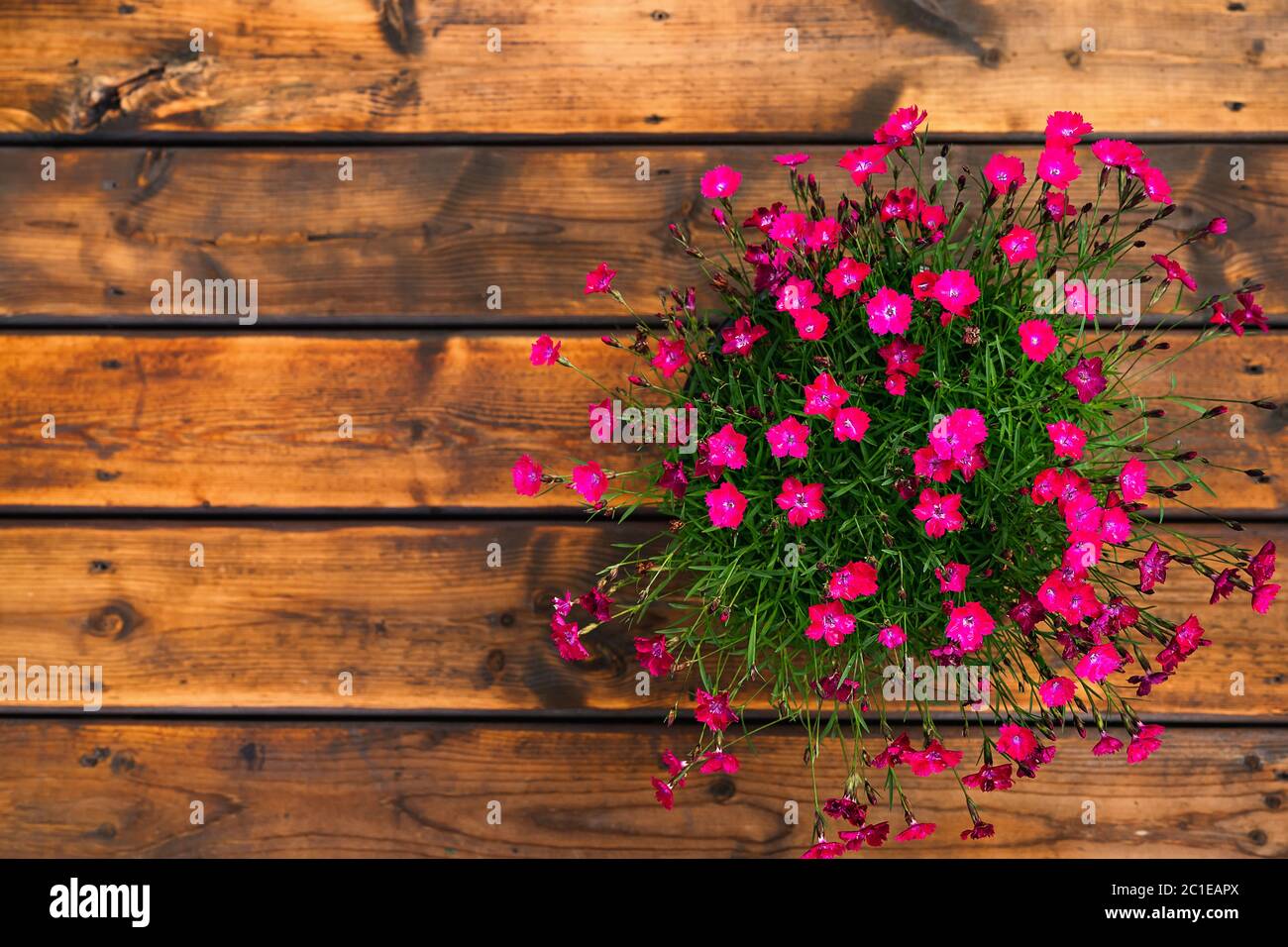 Scarlatto dianthus in una pentola su sfondo di legno e stivali da pioggia sul fondo. Vista dall'alto. Idea di pubblicità del centro di giardino. Foto Stock