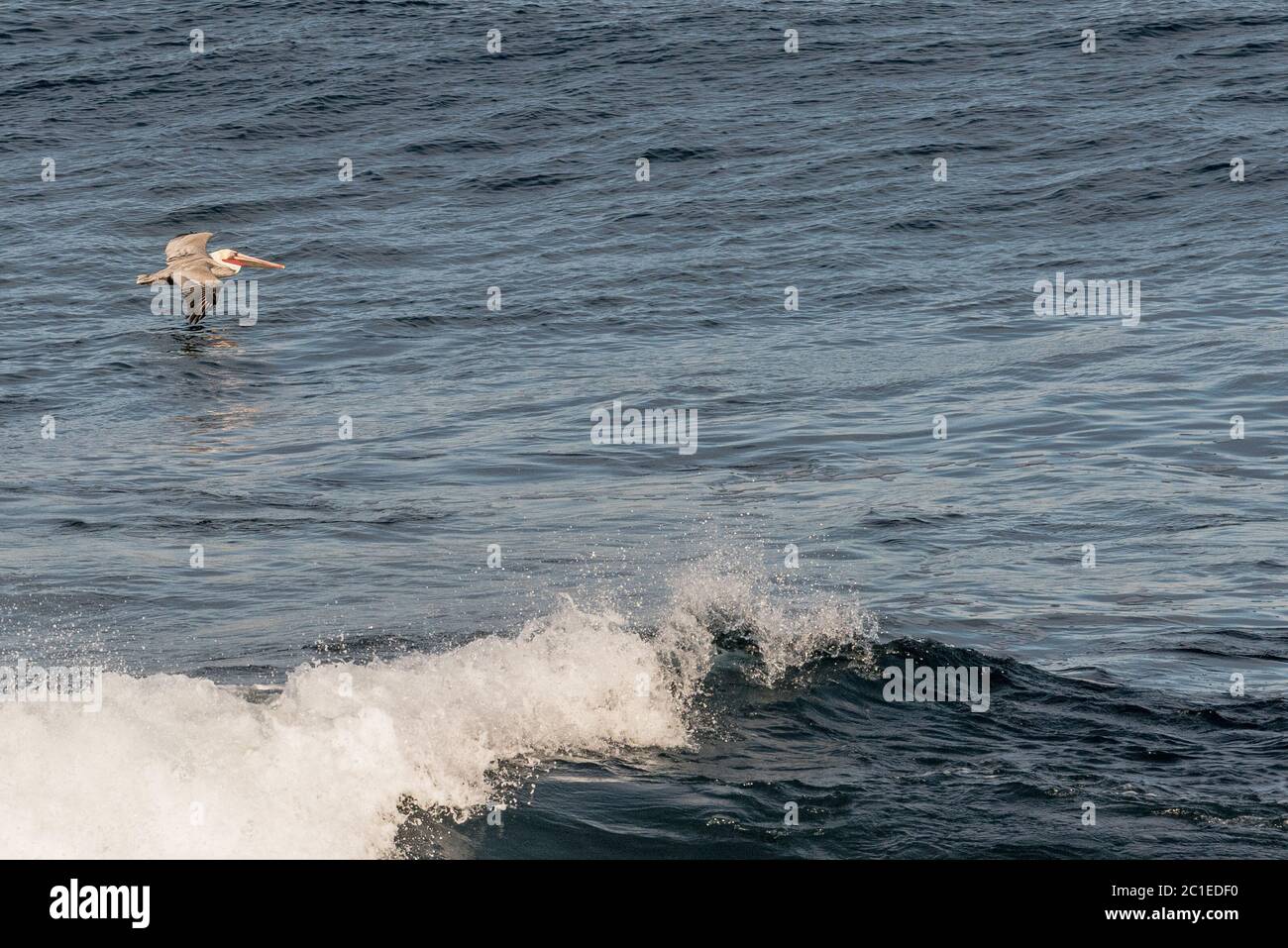 Brown Pelican volare sull'Oceano Pacifico nel Surf a la Jolla, California Foto Stock