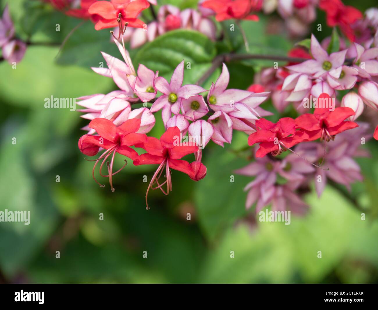 Clerodendrum X speciosum, nomi comuni: Java Glory Bean, Pagoda Flower. Foto Stock