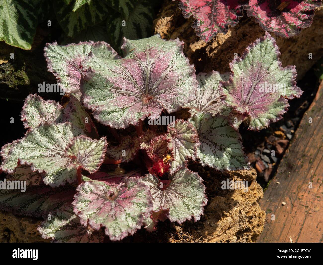 Bel colore di Begonia Rex, una delle piante da interno più popolari, adatto per la decorazione di scrivania o tavolo. Foto Stock