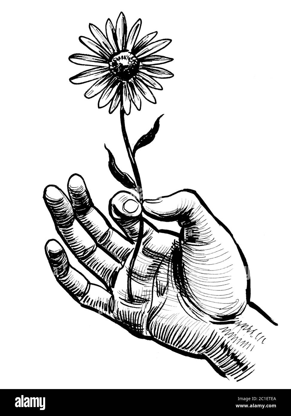 Mano che tiene il fiore. Disegno in bianco e nero con inchiostro Foto stock  - Alamy