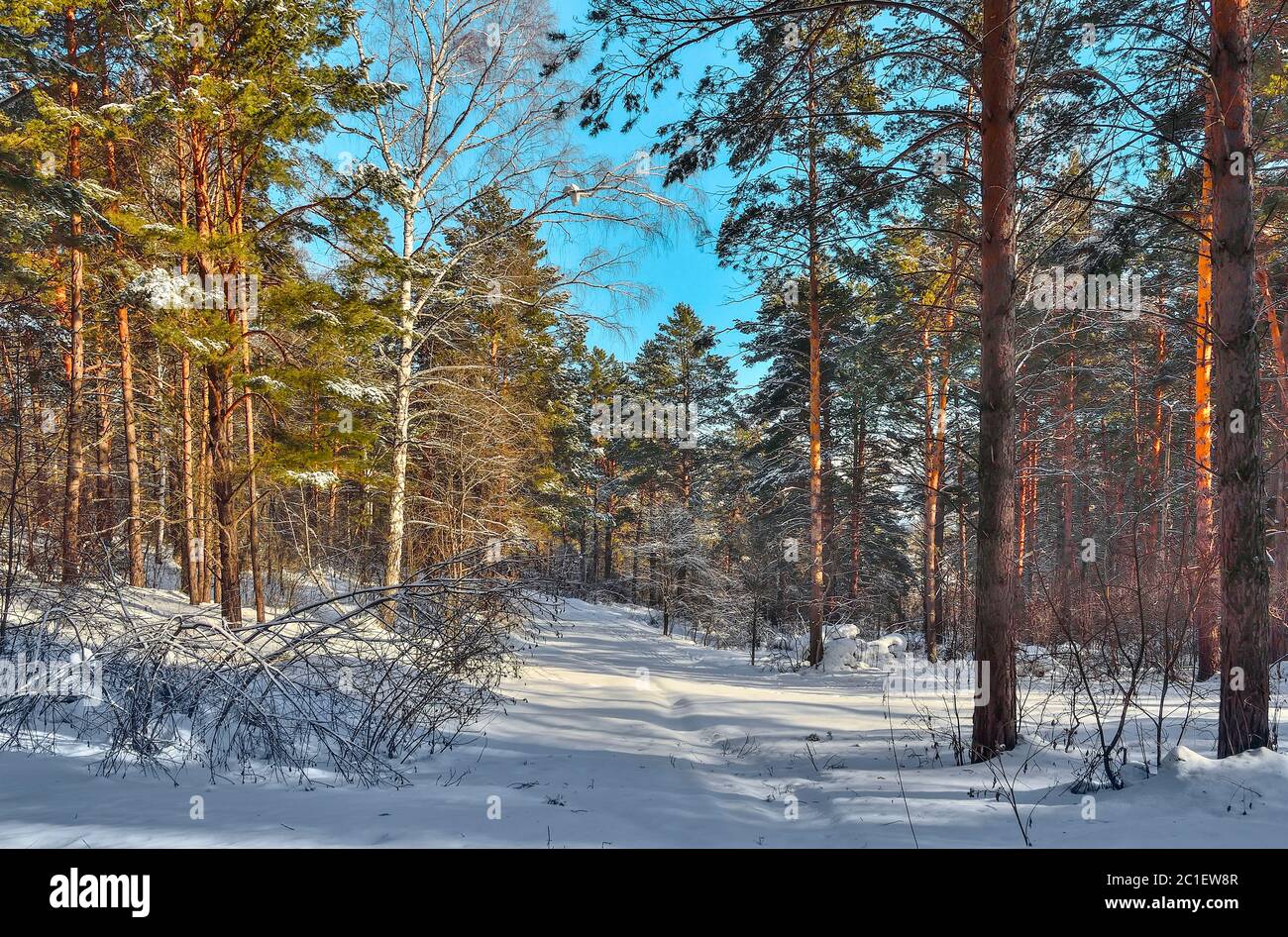 Paesaggio invernale in una soleggiata pineta sempreverde di conifere. Fiaba del legno russo invernale. Alberi di pino verde con neve coperta di luce solare. Gelo A. Foto Stock