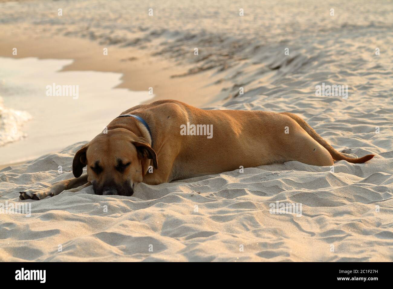 Cane sulla spiaggia Foto Stock