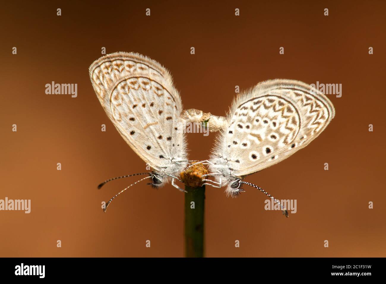 Coppia di farfalle con sfondo marrone Foto Stock