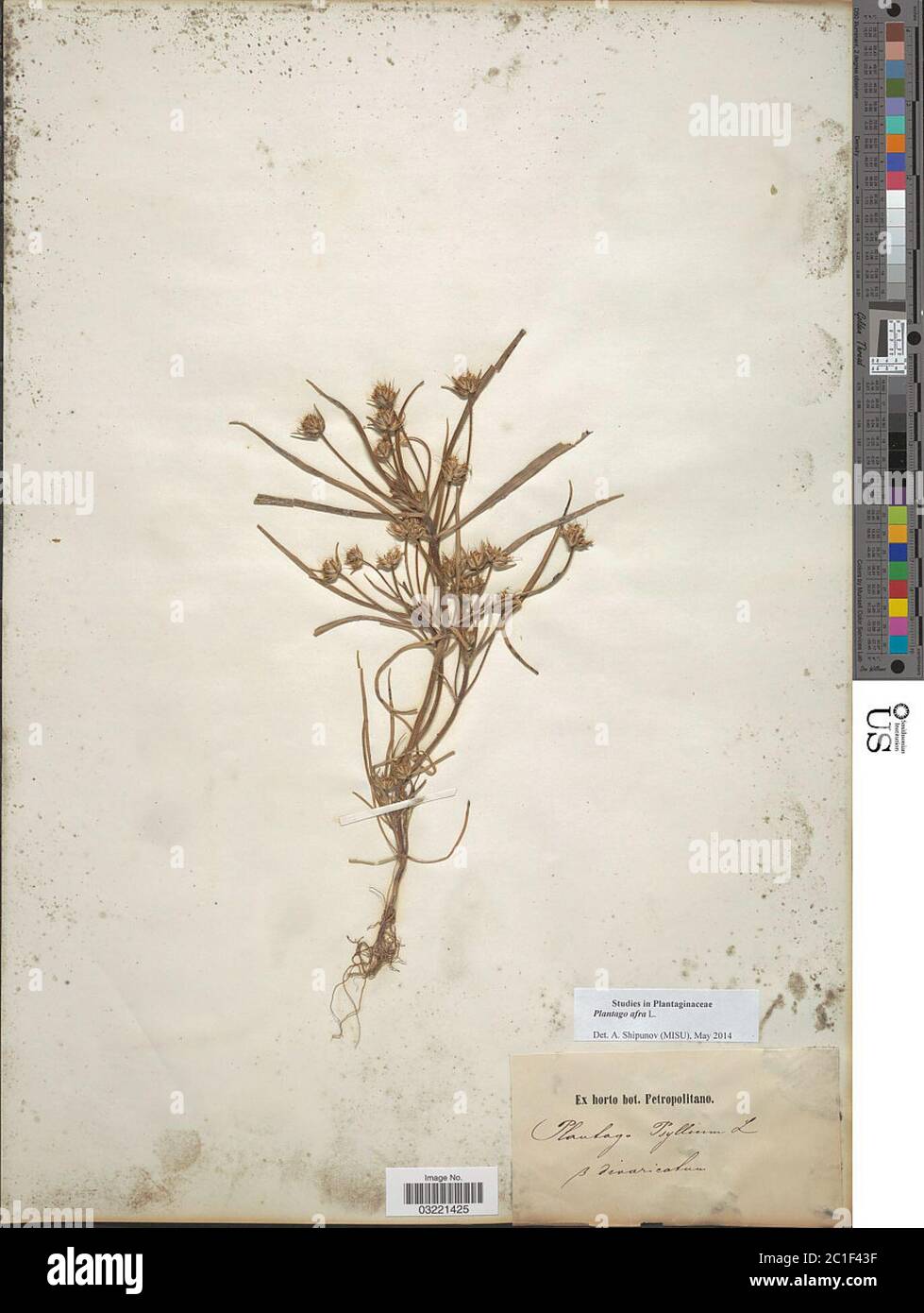 Plantago afra L Plantago afra L. Foto Stock