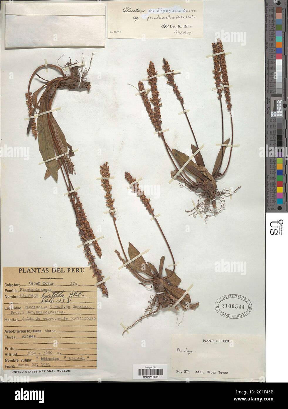 Plantago orbignyana subsp pseudomollior Rahn Plantago orbignyana subsp pseudomollior Rahn Rahn. Foto Stock