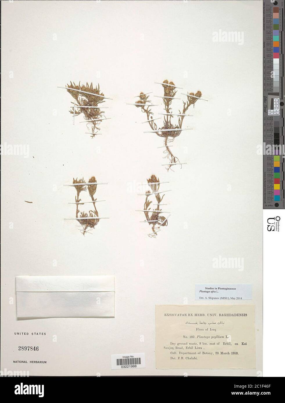 Plantago afra L Plantago afra L. Foto Stock