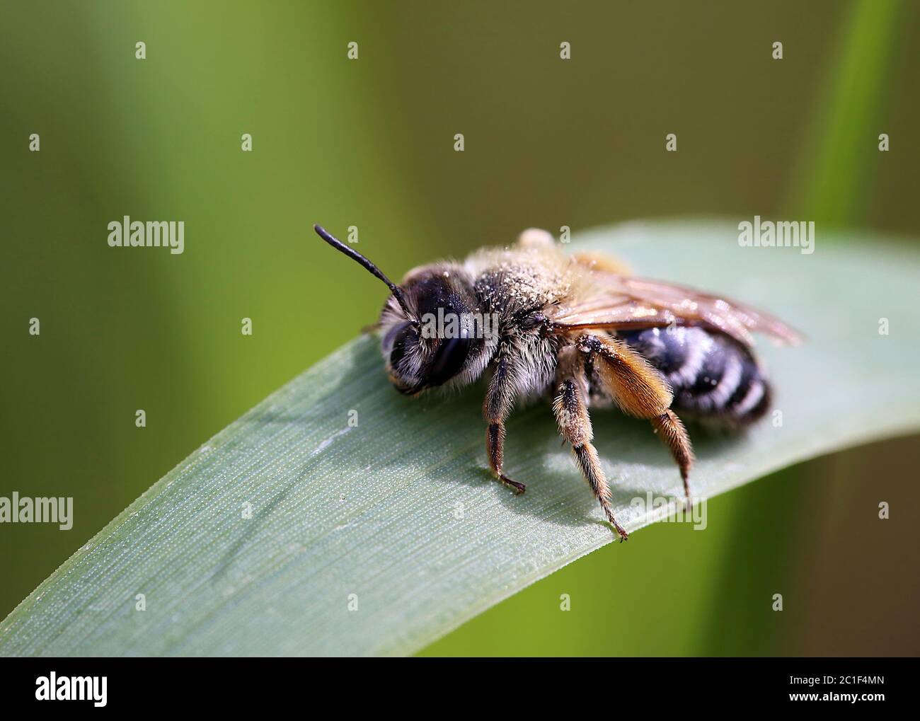 ape di sabbia del genere andrena ingerita in bickensohl alla sedia imperiale Foto Stock