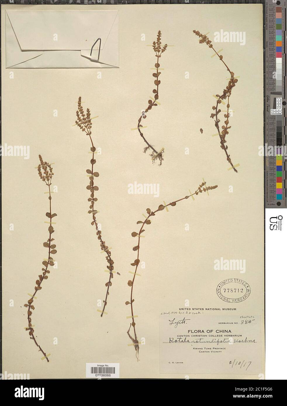 Rotala rotundifolia BuchHam Roxb Koehne Rotala rotundifolia BuchHam Roxb Koehne. Foto Stock