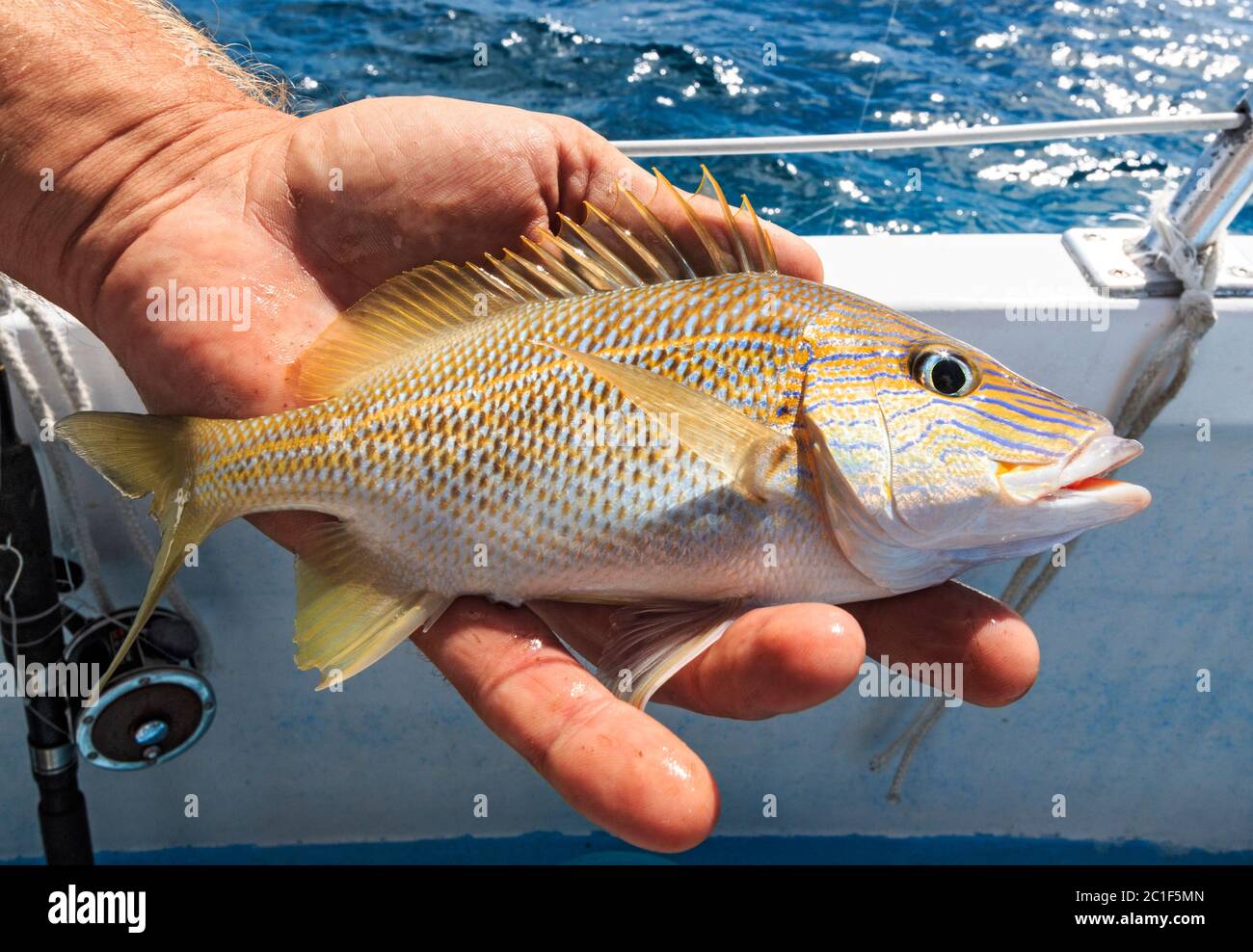 La grunt francese catturato sulla barca di festa di pesca fuori Islamorada nelle chiavi della Florida. Foto Stock