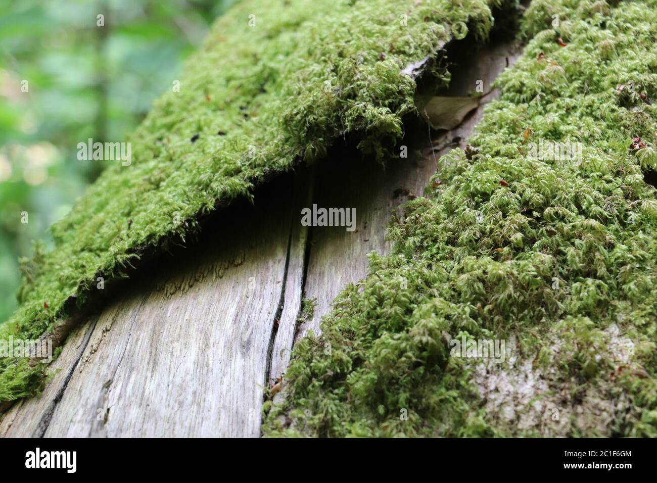 Muschio verde che copre la corteccia dell'albero Foto Stock