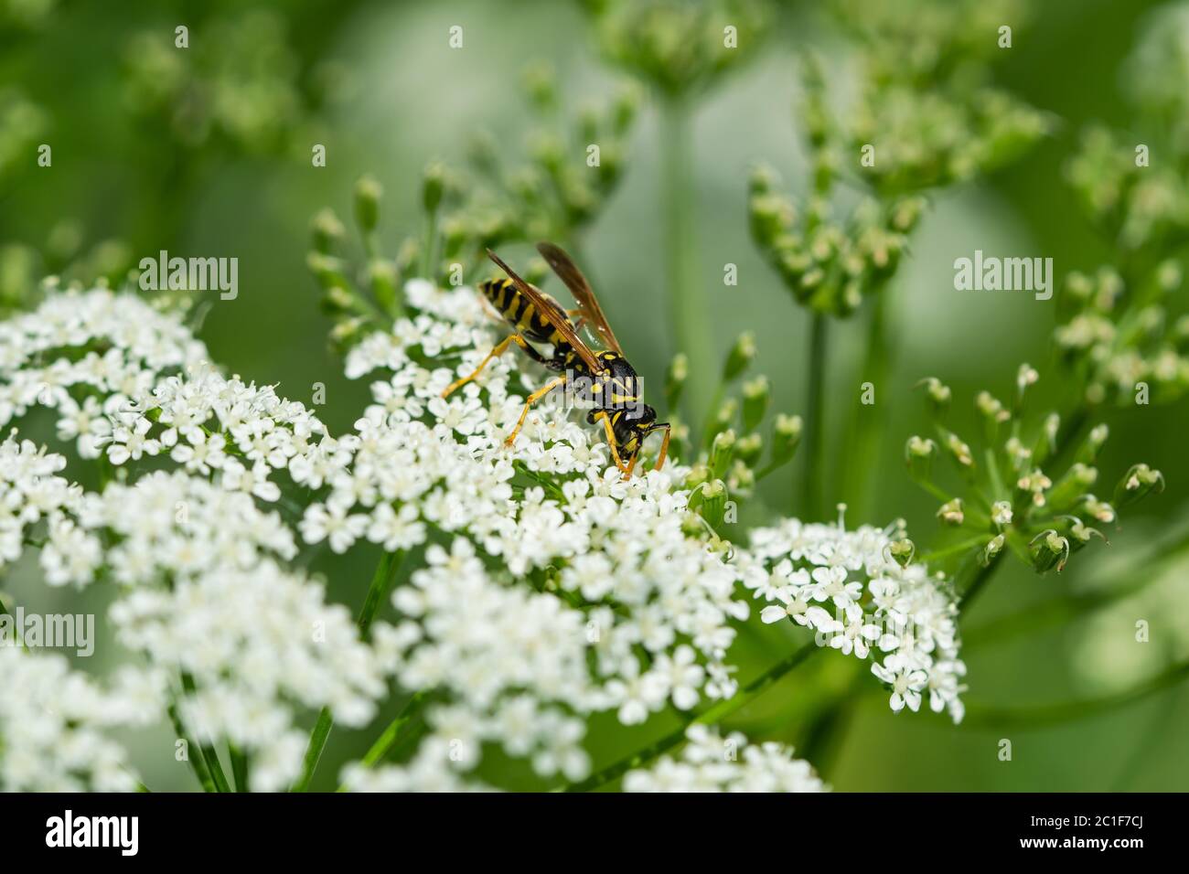 European Paper Wasp on Ground Elder Flower Foto Stock