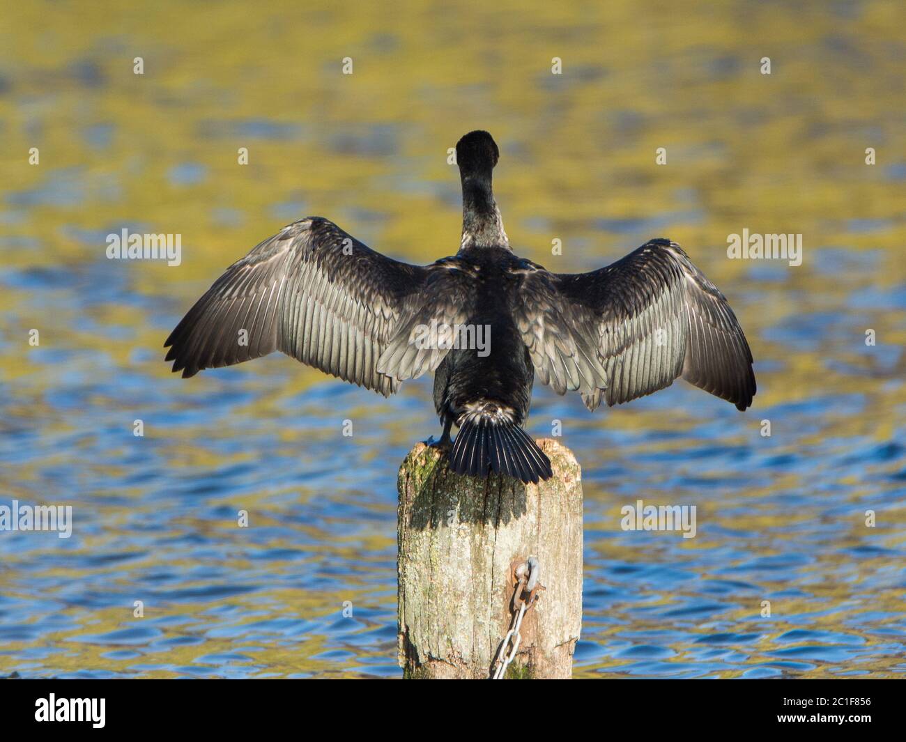 Germania del Nord - Cormorano allarga le ali Foto Stock