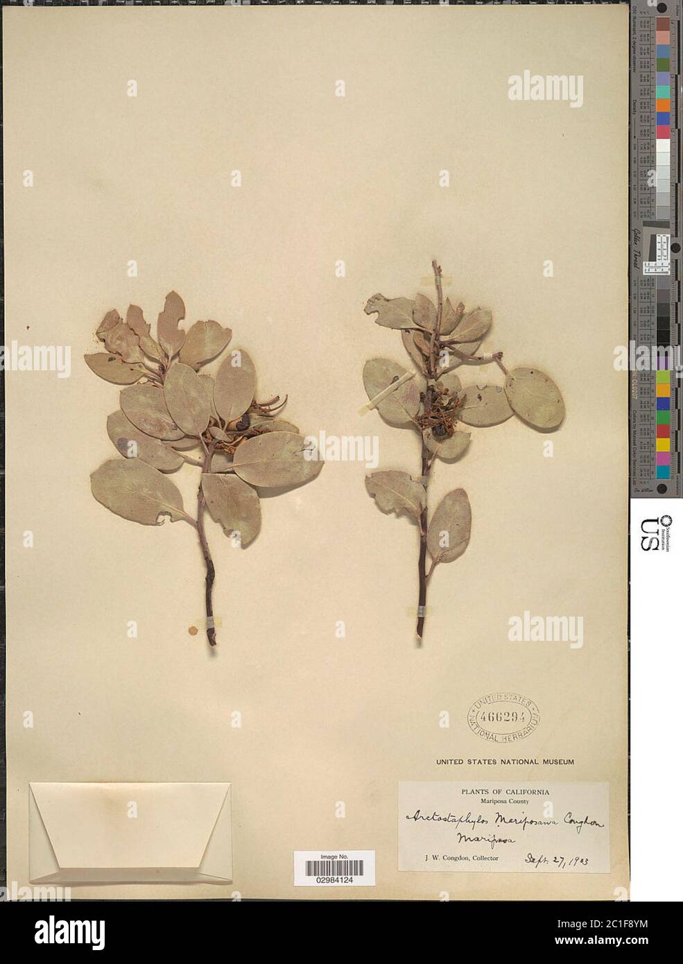 Arctostaphylos mariposa Arctostaphylos mariposa. Foto Stock