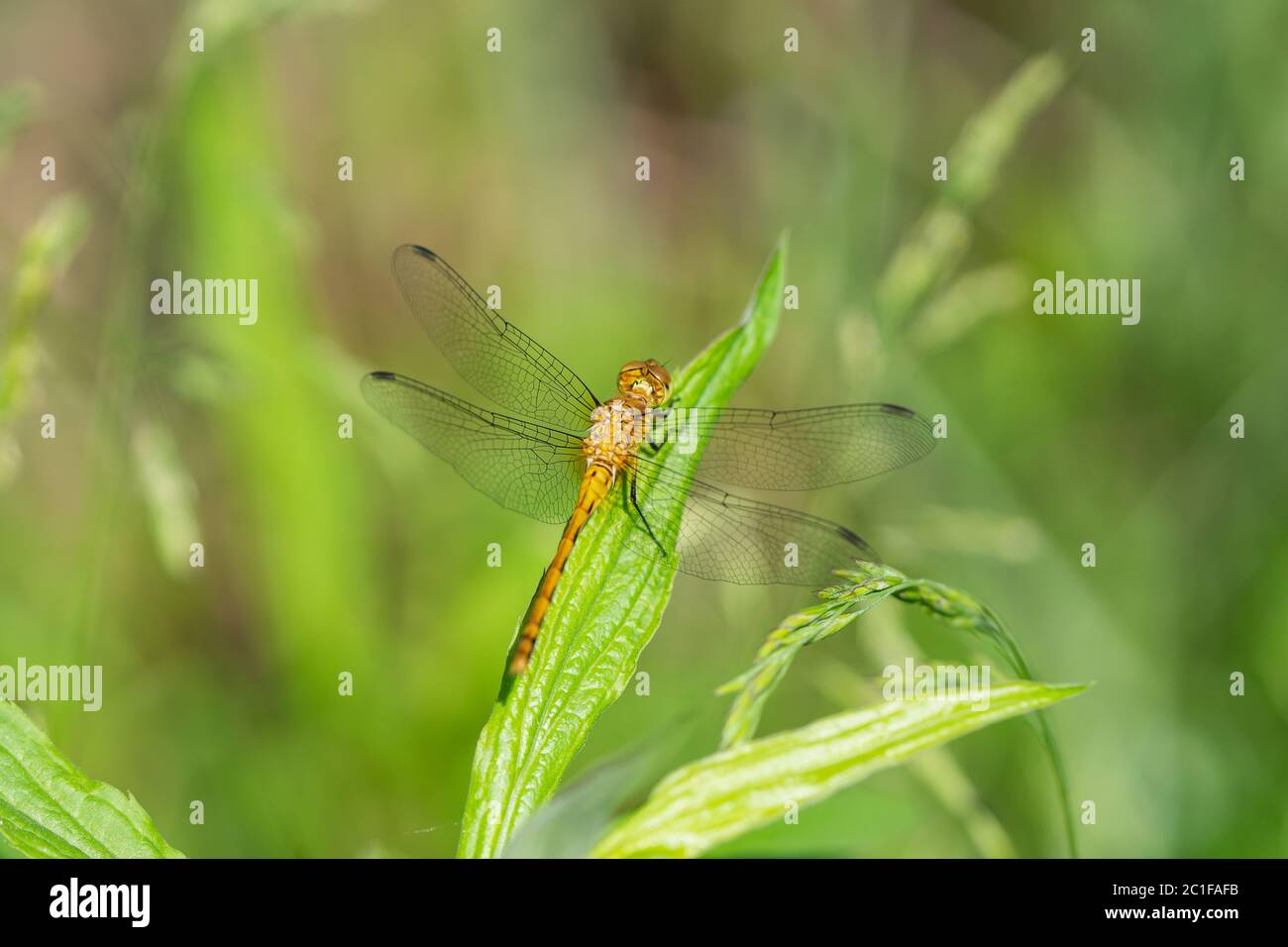 La Dragonfly di Meadowhawk a Springtime Foto Stock