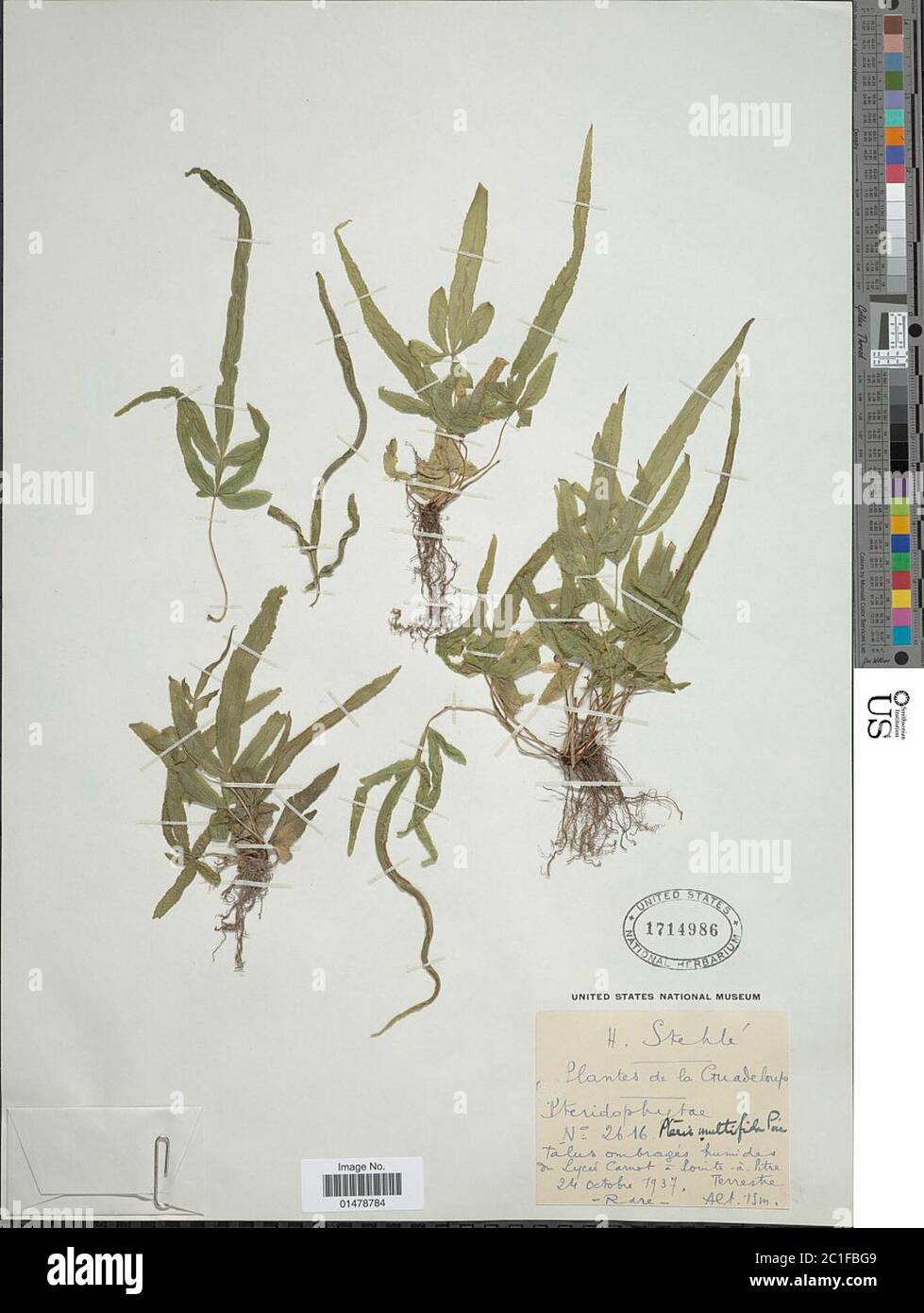 Pteris multifida Pteris multifida. Foto Stock