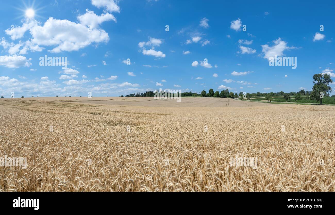 Ampio, maturo, leggermente collinoso campo di segale poco prima del raccolto sotto il sole Foto Stock