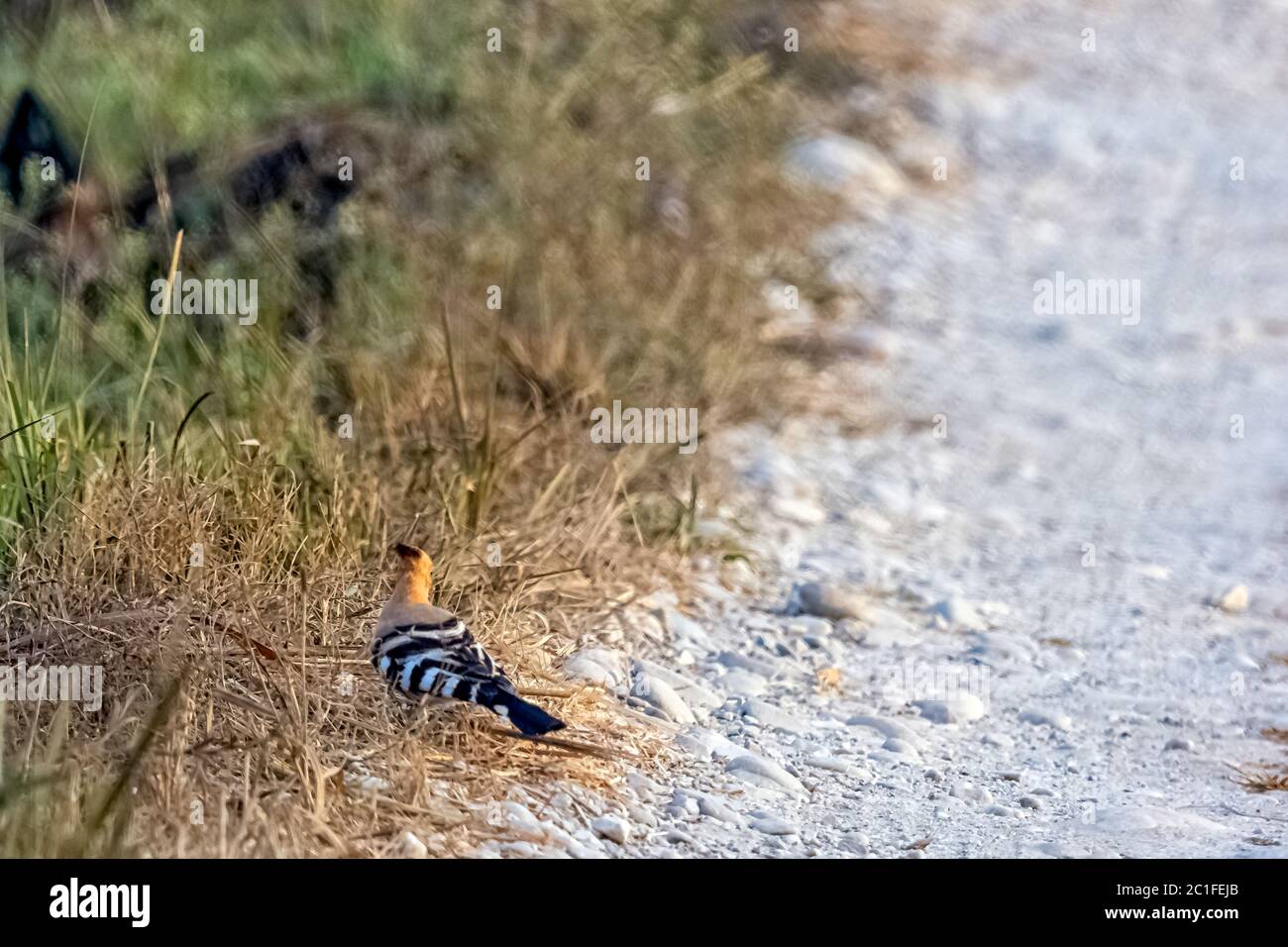 Hoopoe eurasiatico (Upupa epps) nel Parco Nazionale Jim Corbett, India Foto Stock