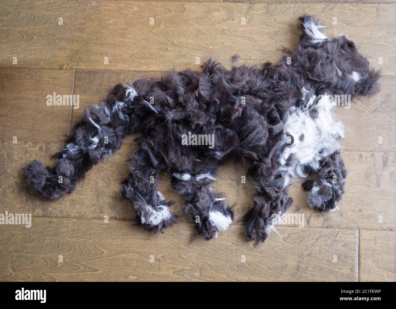 gatto bianco e nero fatto di pelliccia di gatto tagliata su un pavimento di legno Foto Stock