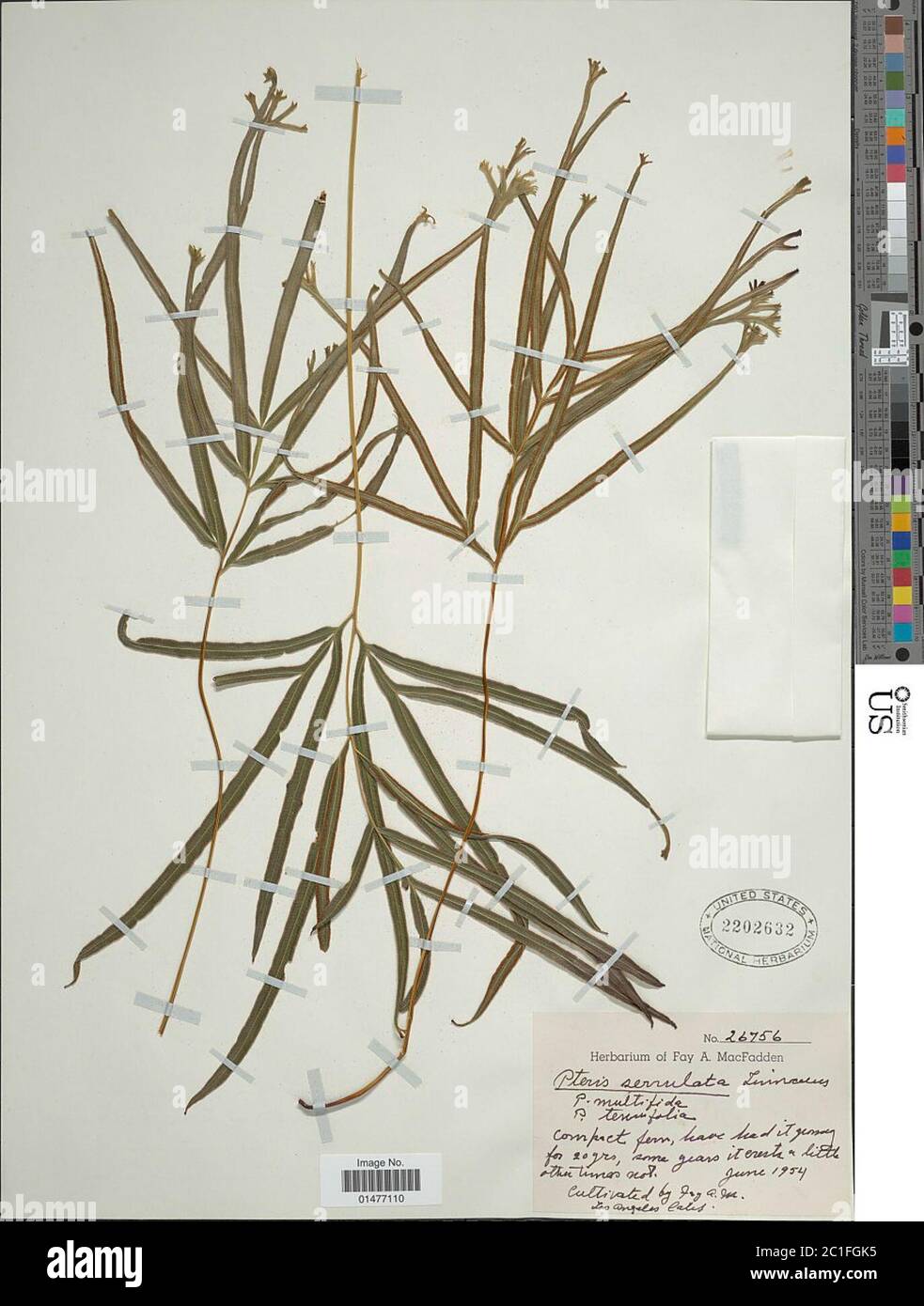 Pteris multifida Pteris multifida. Foto Stock