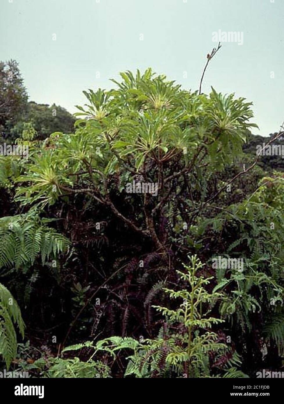 Clermontiapallida4.jpg Clermontia pallida Hillebr. Foto Stock
