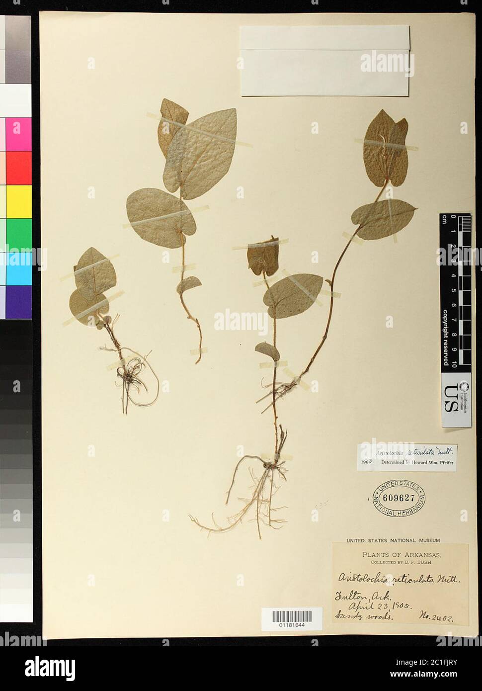 Aristolochia reticulata Nutt Aristolochia reticulata Nutt. Foto Stock