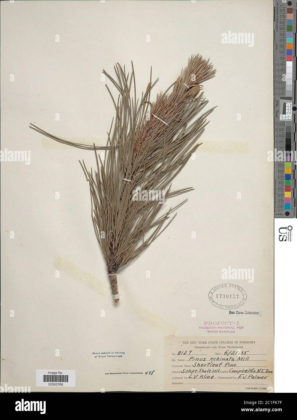 Pinus echinata Mulino Pinus echinata. Foto Stock