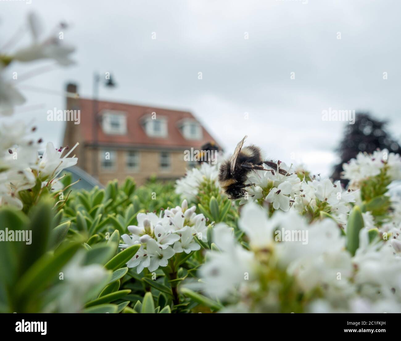Fauna urbana del Regno Unito: bumblebees raccogliere nettare e impollinare un arbusto di hebe in un giardino anteriore. West Yorkshire, Regno Unito Foto Stock