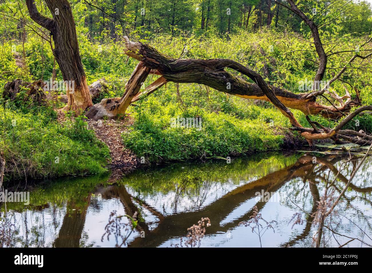 Tronchi di legno tagliati da castoro eurasiatico selvaggio - fibra di Castor latina - nella riserva naturale del fiume Czarna e area protetta vicino alla città di Piaseczno nella regione di Mazovia Foto Stock