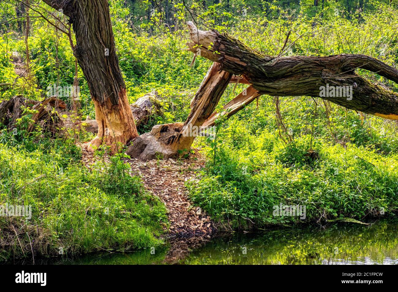 Tronchi di legno tagliati da castoro eurasiatico selvaggio - fibra di Castor latina - nella riserva naturale del fiume Czarna e area protetta vicino alla città di Piaseczno nella regione di Mazovia Foto Stock