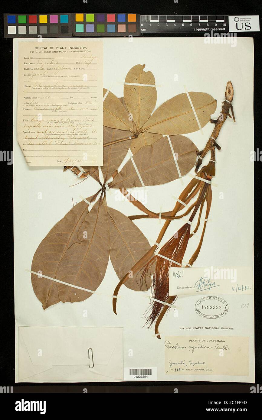 Pachira aquatica Aubl Pachira aquatica Aubl. Foto Stock