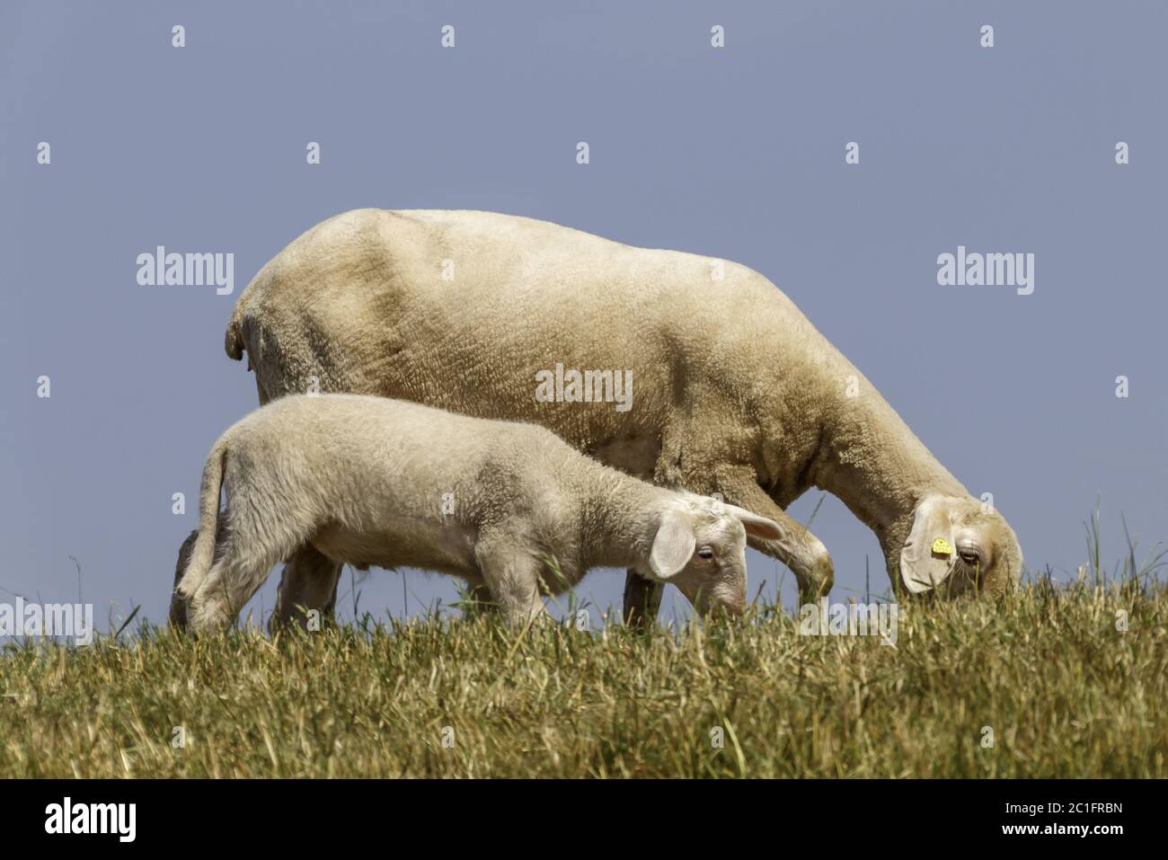 Pecora con agnello sulla diga, Niederrhein, giugno, Nord Reno-Westfalia, Germania, Europa Foto Stock